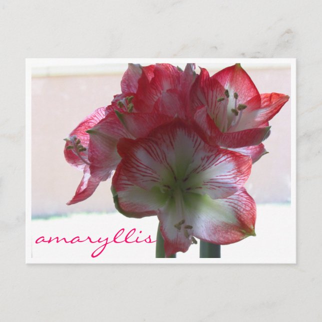 flower amaryllis bulb postcard (Front)