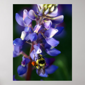 Flower and Bee Poster