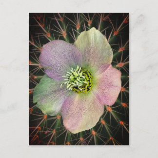Flower and grasshopper postcard