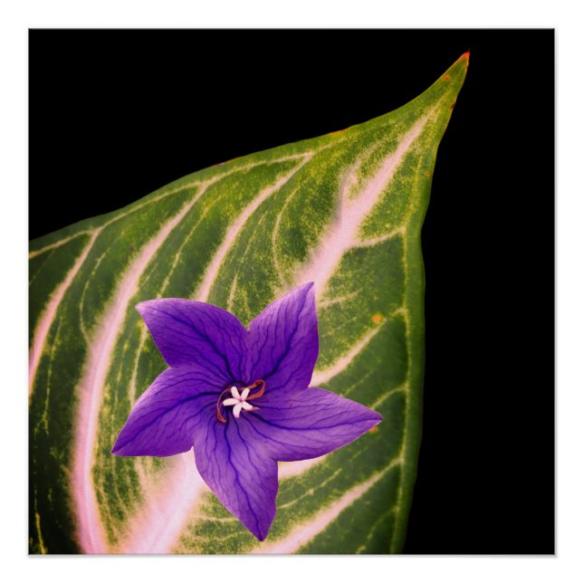 Flower and Leaf Print, Value Poster Paper (Matte) (Front)