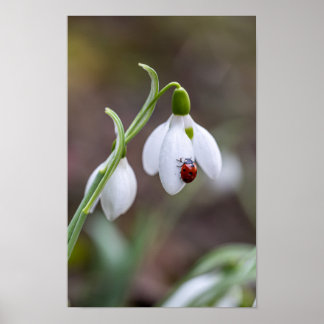 Flower Art Ladybug Gallery Flower Garden ArtFlower Poster