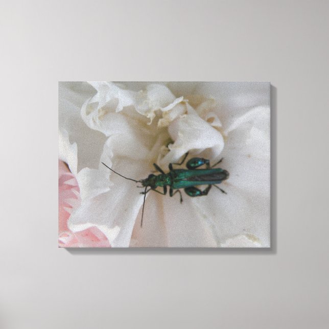 Flower Beetle Canvas Print (Front)