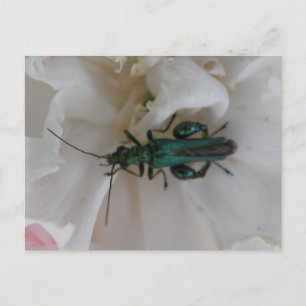 Flower Beetle Postcard
