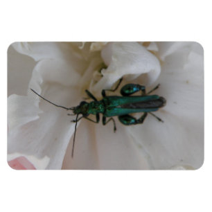 Flower Beetle Premium Magnet