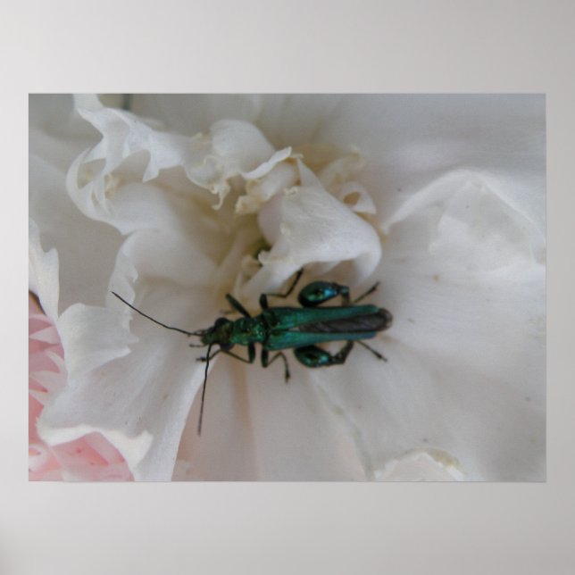 Flower Beetle Print (Front)