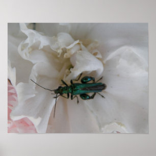 Flower Beetle Print