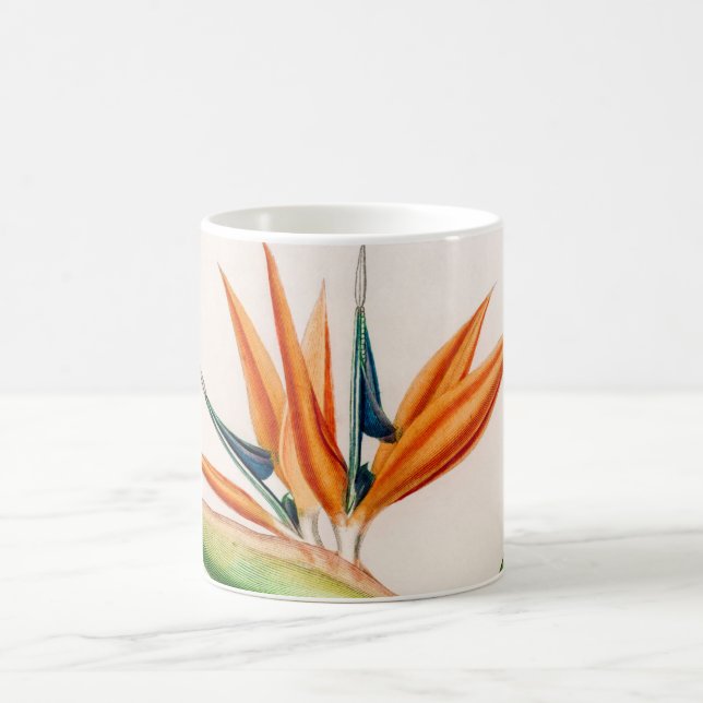 Flower bird of paradise vintage illustrated coffee mug (Center)