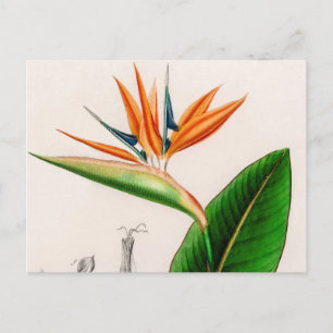 Flower bird of paradise vintage illustrated postcard