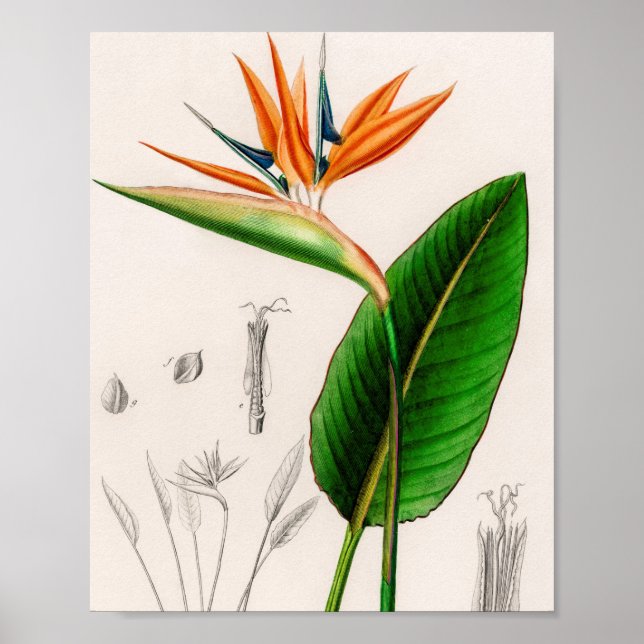 Flower bird of paradise vintage illustrated poster (Front)