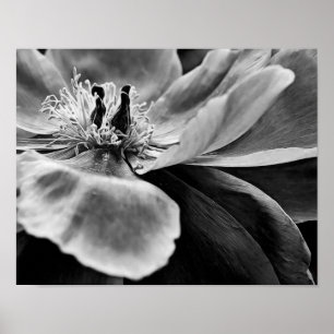 Flower Black and White Photographic Art Print