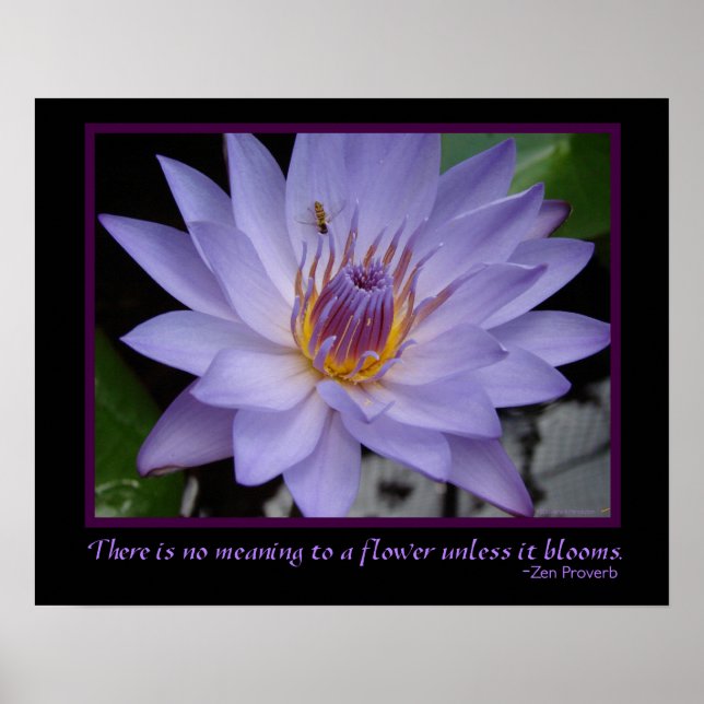Flower Blooms Zen Proverb Purple Water Lily & Bee Poster (Front)