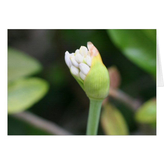 Flower bud Blank Inside (Front Horizontal)