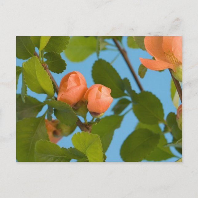 flower buds postcard (Front)