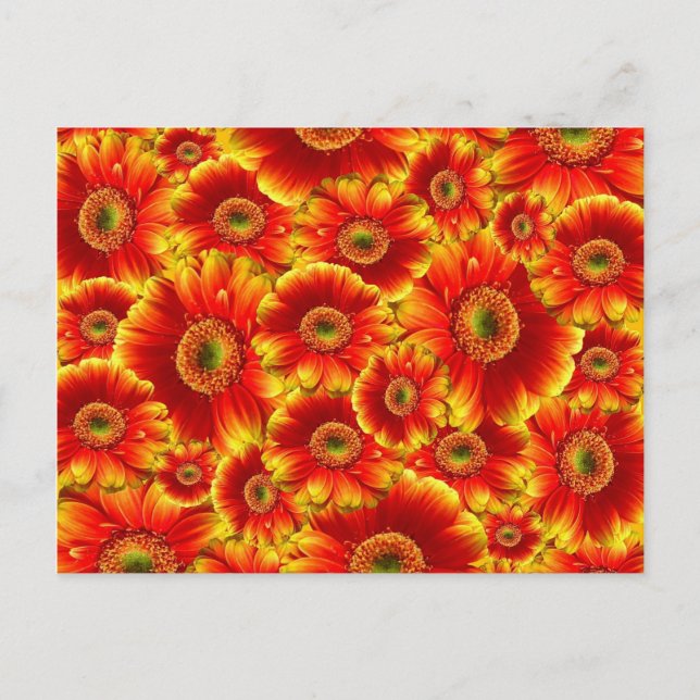 Flower Burst Postcard (Front)