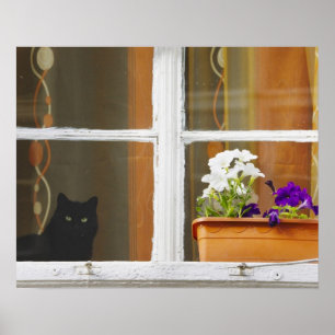 Flower by the window, Sighisoara, Romania Poster