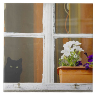 Flower by the window, Sighisoara, Romania Tile