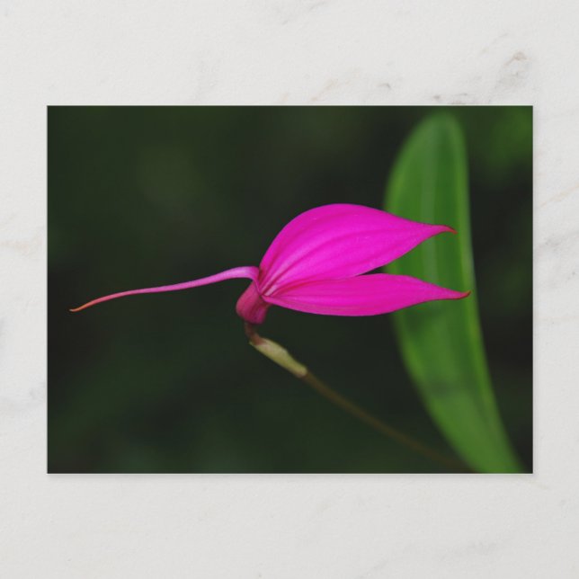 Flower Card (Front)