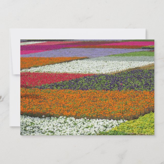 Flower Carpet Holiday Card (Front)