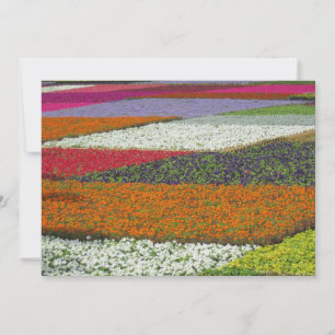 Flower Carpet Holiday Card