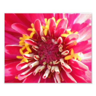 Flower Centre Closeup Photo Print