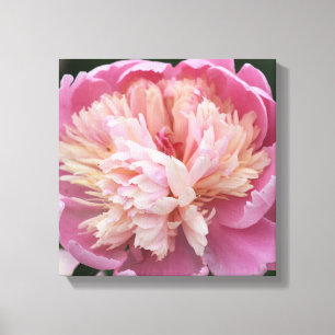 Flower Close Up - In Bloom - Pink Canvas Print