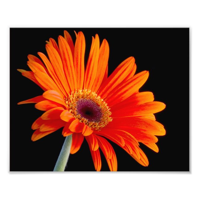 Flower Close Up Photo (Front)