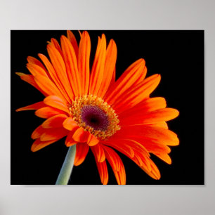 Flower Close Up Poster