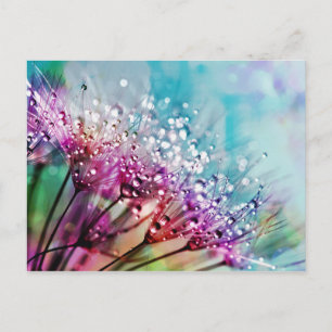 Flower Closeup Crystal Dew Water Drop Nature Rain Postcard