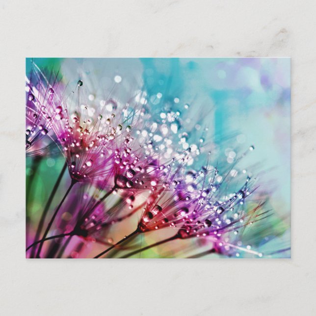 Flower Closeup Crystal Dew Water Drop Nature Rain Postcard (Front)