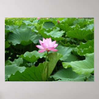 Flower collection: Lotus Poster