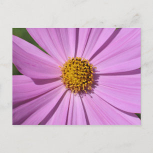 Flower Collection No. 4 Postcard