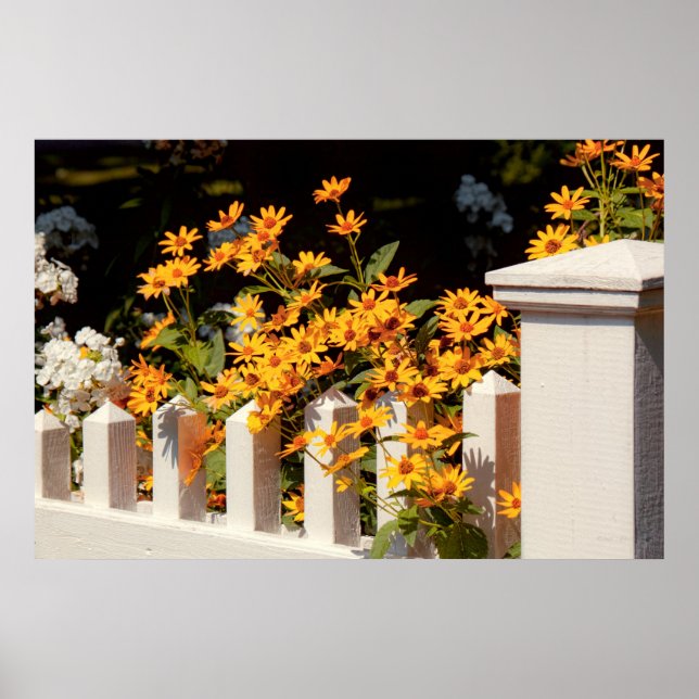 Flower - Coreopsis - The warmth of Summer Poster (Front)