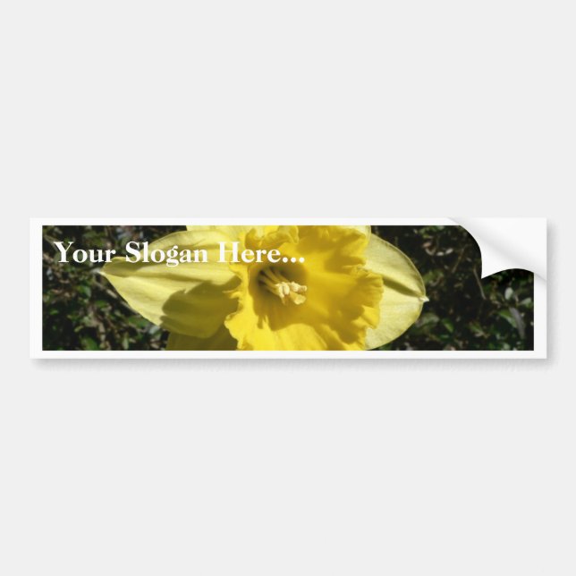Flower Daffodil Bumper Sticker (Front)
