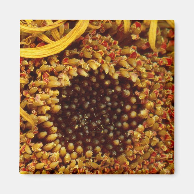 Flower - Daisy - In other worlds Magnet (Front)
