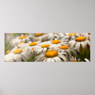 Flower - Daisy - Not quite fresh as a daisy Poster