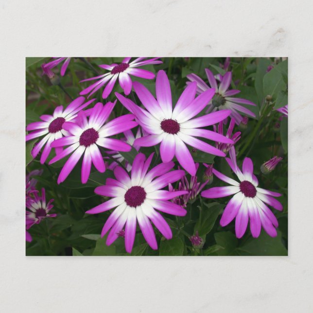 flower daisy postcard (Front)