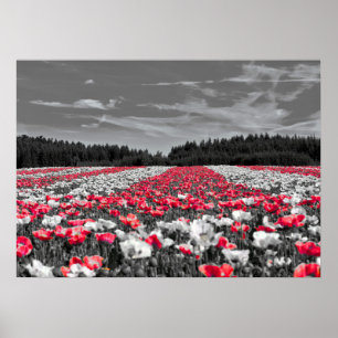 Flower Field Minimalist Selective Colour Photograp Poster