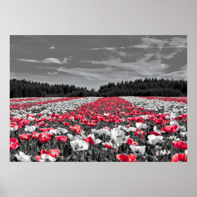 Flower Field Minimalist Selective Colour Photograp Poster (Front)