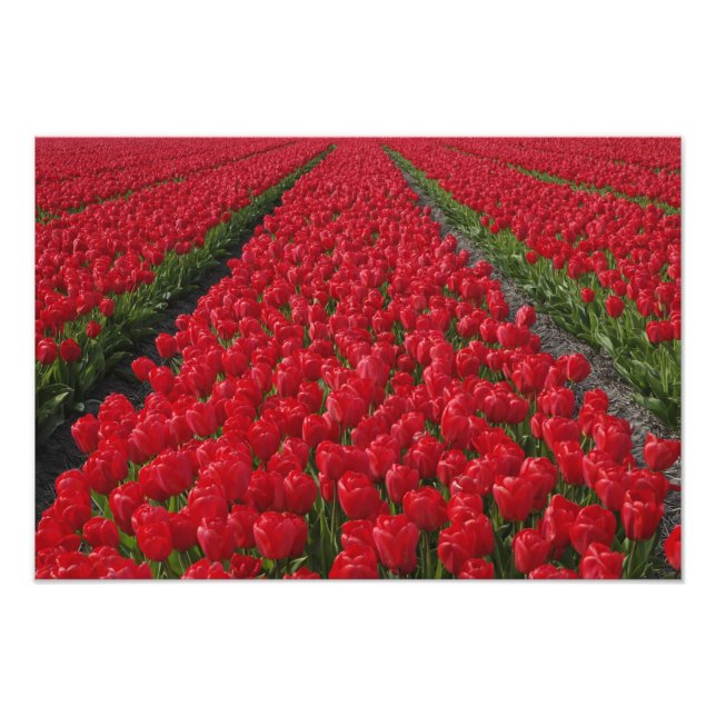 Flower field of tulips, Netherlands, Holland Photo Print (Front)
