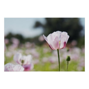 Flower field with close-up blooming lilac flower. poster