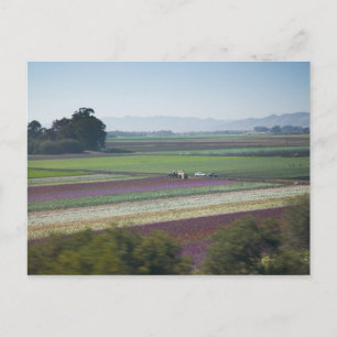 Flower Fields Postcard