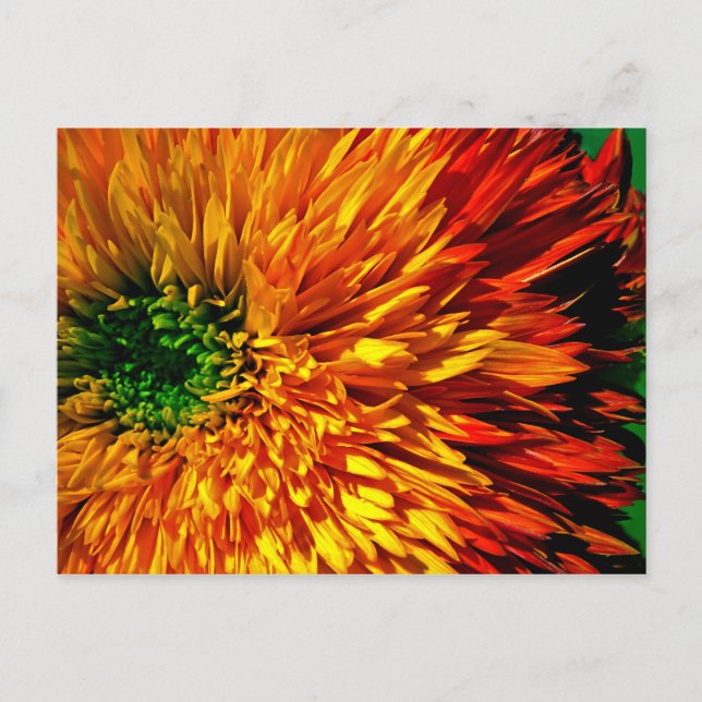 Flower Fireworks Postcard (Front)