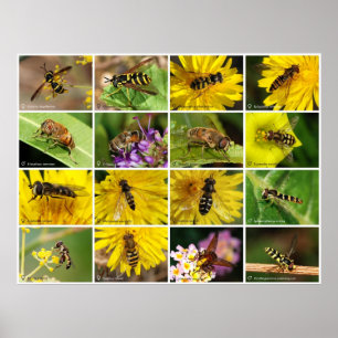 Flower Flies Poster