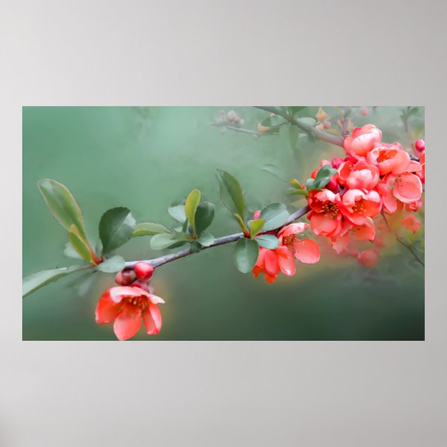 Flower flowers quince bush spring poster (Front)
