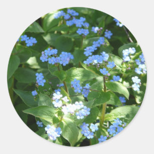 flower,forget-me-not classic round sticker