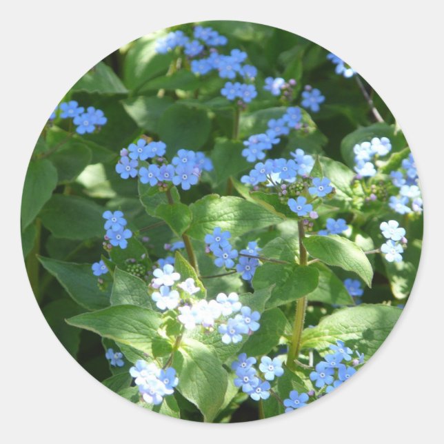 flower,forget-me-not classic round sticker (Front)