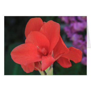 Flower found in the gardens of the D. Carlos I