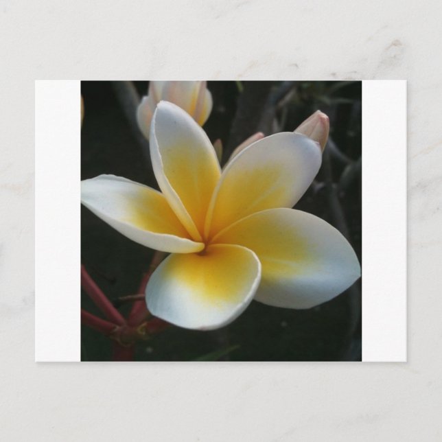 flower from thailand postcard (Front)