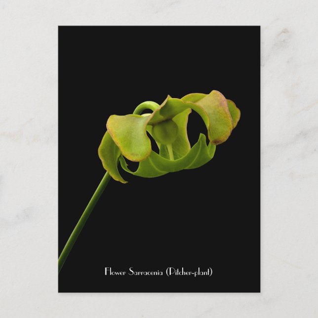 Flower from the Pitcher Plant (Carnivore) Postcard (Front)