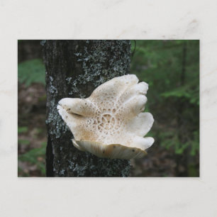 Flower Fungus Postcard